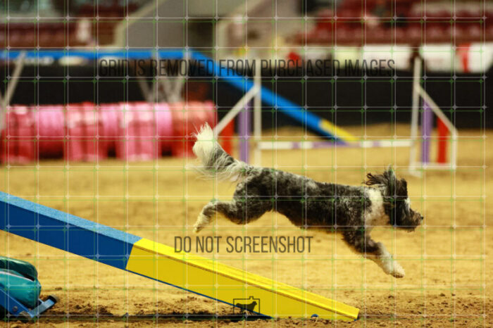 Moki_Tucker_Thursday_Masters_Agility_Heat_173_VW_3341