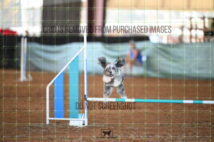 Moki_Tucker_Thursday_Masters_Jumping_Heat_145_AS_2482