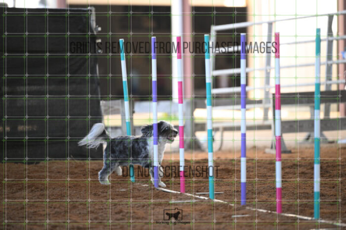 Moki_Tucker_Thursday_Masters_Jumping_Heat_145_AS_2506