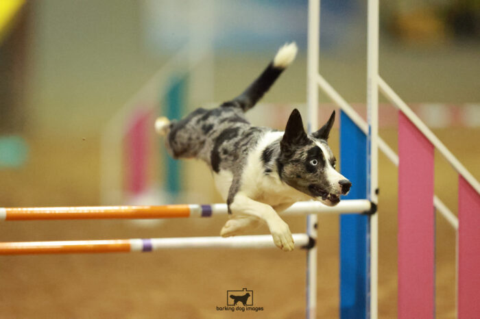 Merit_Trusner_Saturday_BiathlonAgilityFinals_191_NH_4616