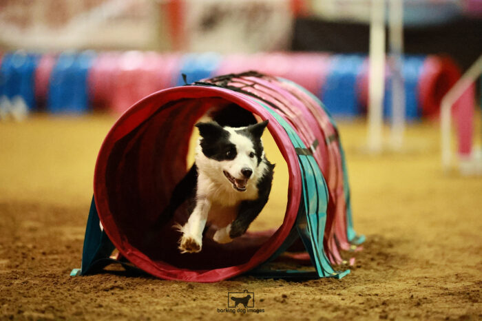 Riot_Reddig_Ring_3_Wednesday_Speedstakes_Semi_Final_133_VW_1485