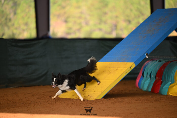 Veritas_Phoenix_Sunday_Challenger_199_AS_2678