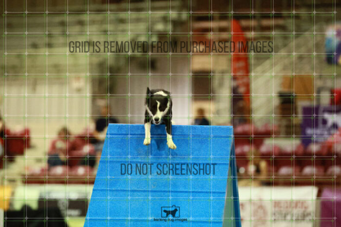 Ursa_Major_Thomas_Thomas_Ring_2_Saturday_OpenAgility_129_SH_1218