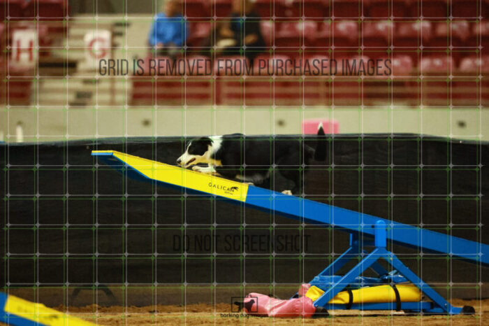 Ursa_Major_Thomas_Thomas_Ring_2_Saturday_OpenAgility_129_SH_1245
