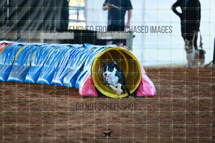 Ursa_Major_Thomas_Thomas_Ring_6_Wednesday_Speedstakes_SemiFinal_124_JC_0786