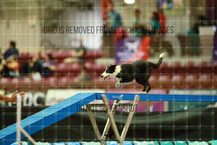 Ursa_Major_Thomas_Thomas_Thursday_Masters_Agility_Heat_189_SH_3793