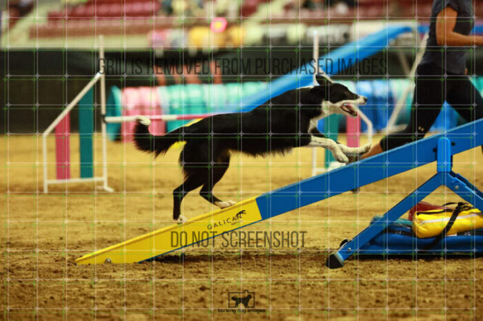 Ursa_Major_Thomas_Thomas_Thursday_Masters_Agility_Heat_189_SH_3803