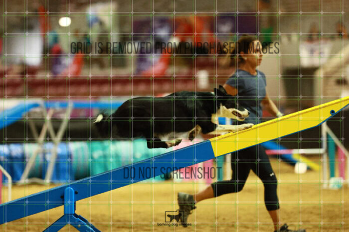 Ursa_Major_Thomas_Thomas_Thursday_Masters_Agility_Heat_189_SH_3808