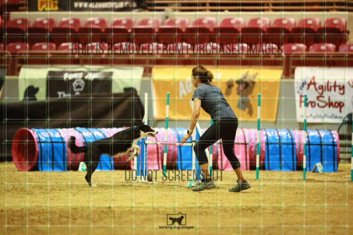 Ursa_Major_Thomas_Thomas_Thursday_Masters_Agility_Heat_189_SH_3830