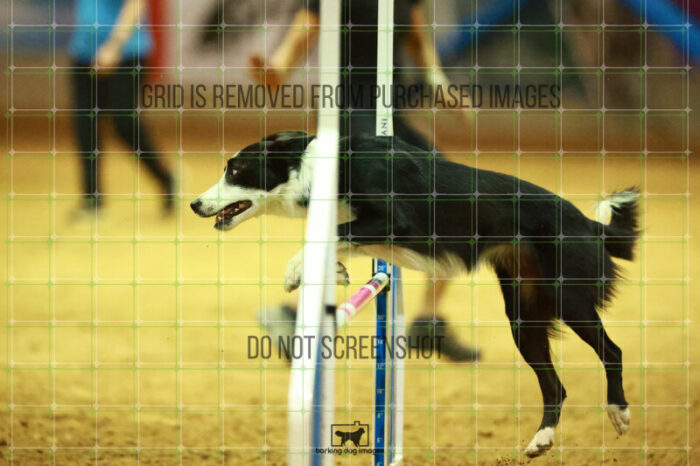 Ursa_Major_Thomas_Thomas_WednesdayNight_Round_1_Agility_187_NH_4407