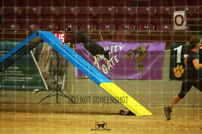 Ursa_Major_Thomas_Thomas_WednesdayNight_Round_1_Agility_187_NH_4417
