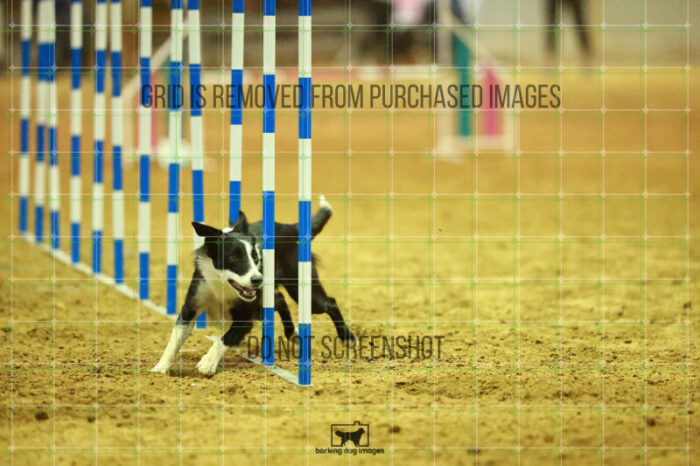 Ursa_Major_Thomas_Thomas_WednesdayNight_Round_1_Agility_187_NH_4434