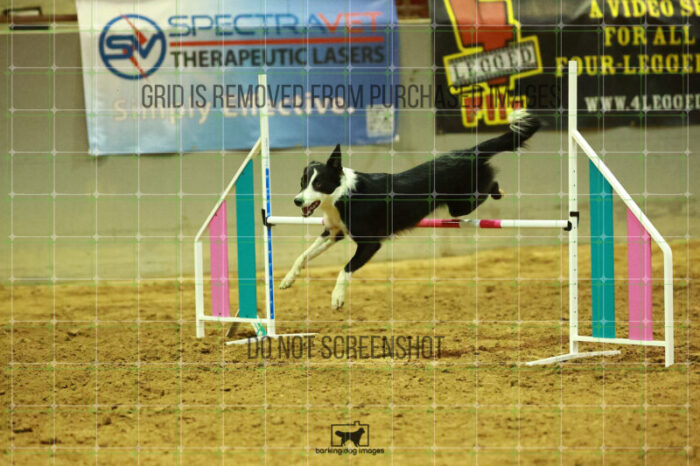 Ursa_Major_Thomas_Thomas_WednesdayNight_Round_1_Agility_187_NH_4445