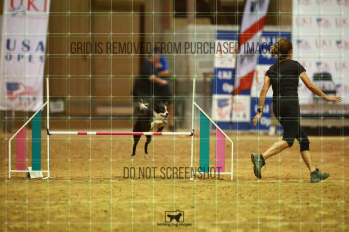Ursa_Major_Thomas_Thomas_WednesdayNight_Round_1_Agility_187_NH_4452