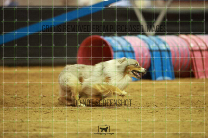 Vapor_Logan_Saturday_OpenAgility_170_RR_0376