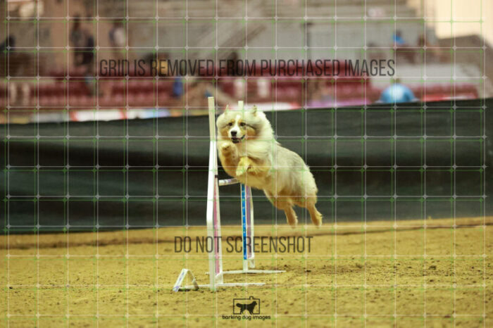 Vapor_Logan_Thursday_Masters_Agility_Heat_138_RR_1534