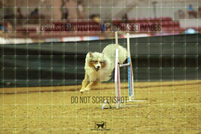 Vapor_Logan_Thursday_Masters_Agility_Heat_138_RR_1538