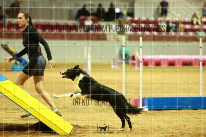 Veritas_Phoenix_Friday_MastersAgilityFinal_156_NH_2154