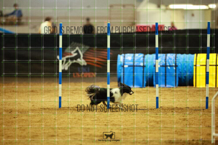 Vibrant_Tiedemann_Friday_Round2Jumping_165_SH_2074