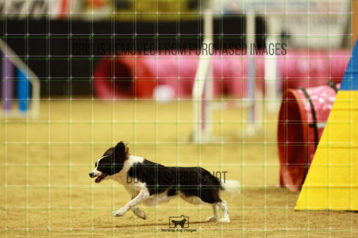 Prime_Wesley_Saturday_OpenAgility_172_VW_2916