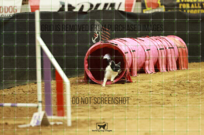 Vibrant_Tiedemann_Wednesday_Speedstakes_Semi_Final_106_RR_0205