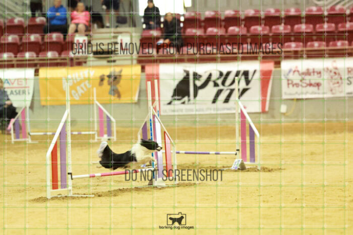 Vibrant_Tiedemann_Wednesday_Speedstakes_Semi_Final_106_RR_0212