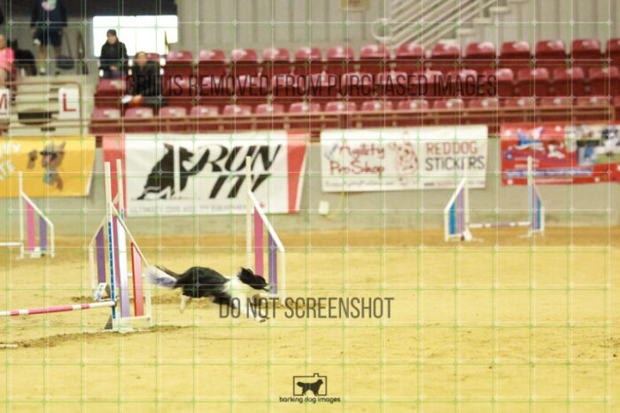 Vibrant_Tiedemann_Wednesday_Speedstakes_Semi_Final_106_RR_0214