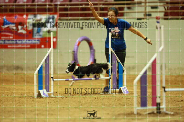 Prime_Wesley_Saturday_OpenAgility_172_VW_2938