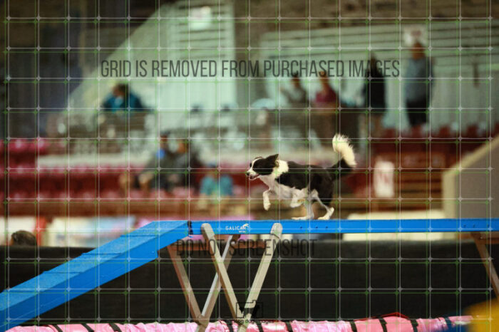 Prime_Wesley_Thursday_Masters_Agility_Heat_124_VW_1092