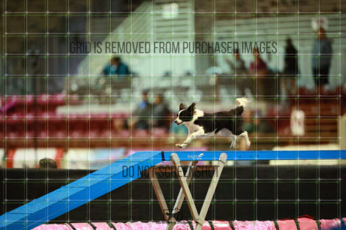 Prime_Wesley_Thursday_Masters_Agility_Heat_124_VW_1093