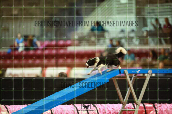 Prime_Wesley_Thursday_Masters_Agility_Heat_124_VW_1096