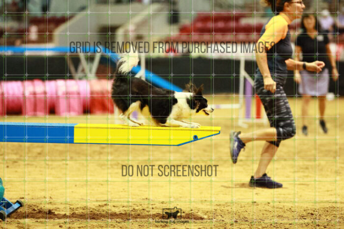 Prime_Wesley_Thursday_Masters_Agility_Heat_124_VW_1133