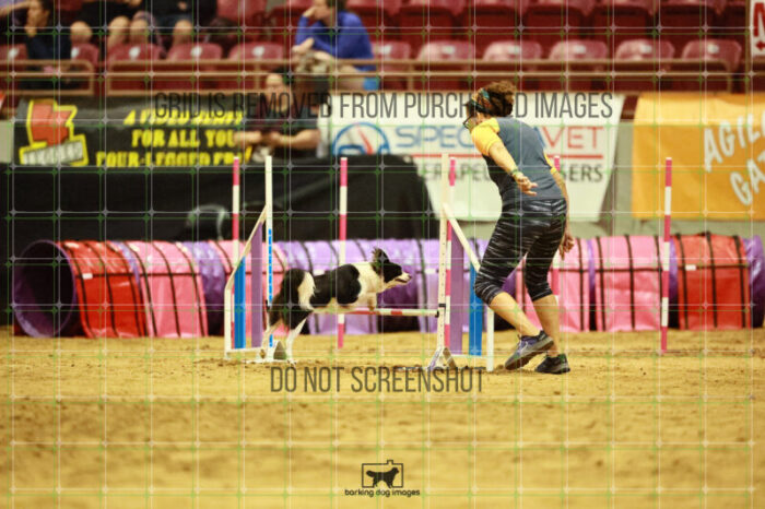 Prime_Wesley_Thursday_Masters_Agility_Heat_124_VW_1139