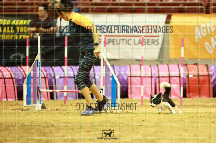 Prime_Wesley_Thursday_Masters_Agility_Heat_124_VW_1144