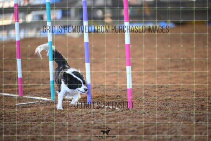 Prime_Wesley_Thursday_Masters_Jumping_Heat_105_AS_0208