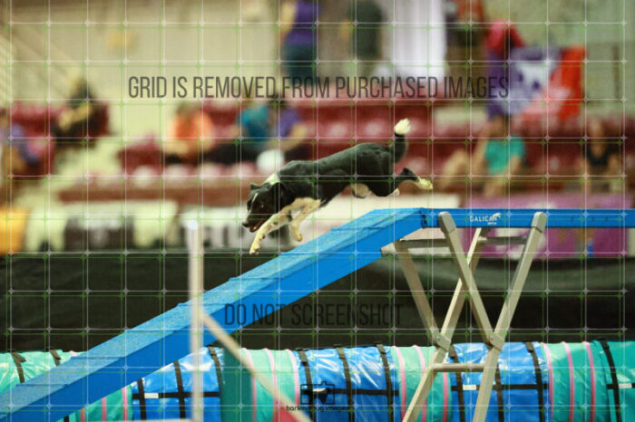 Violence_Phoenix_Thursday_Masters_Agility_Heat_215_SH_4760