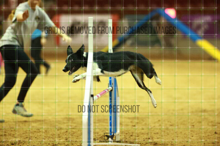 Violence_Phoenix_WednesdayNight_Round_1_Agility_226_NH_6625