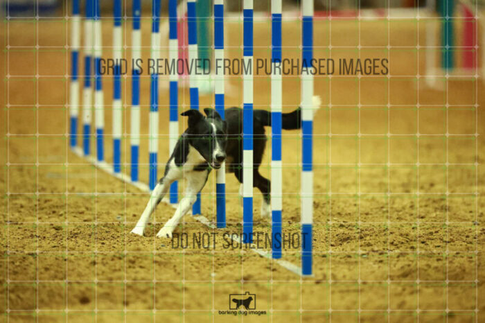 Violence_Phoenix_WednesdayNight_Round_1_Agility_226_NH_6644
