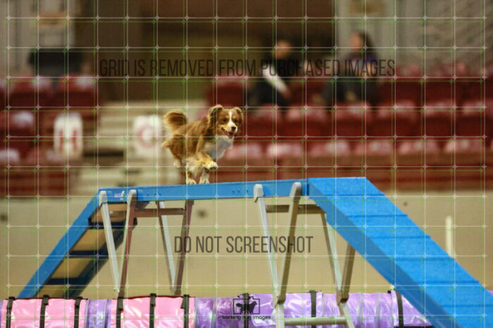 Voodoo_Gillett_Round_1_Agility_169_KO_7603