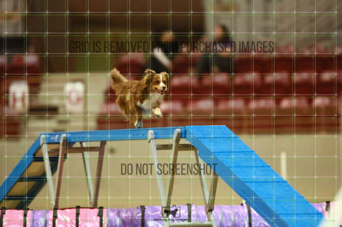 Voodoo_Gillett_Round_1_Agility_169_KO_7605
