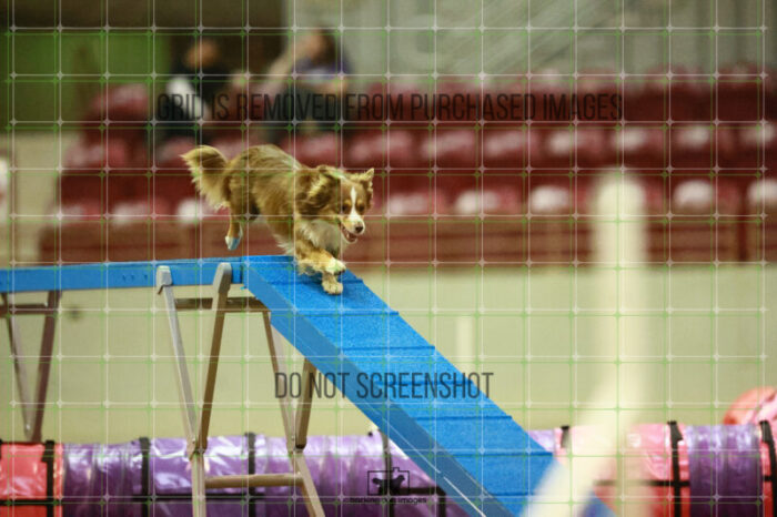 Voodoo_Gillett_Round_1_Agility_169_KO_7607