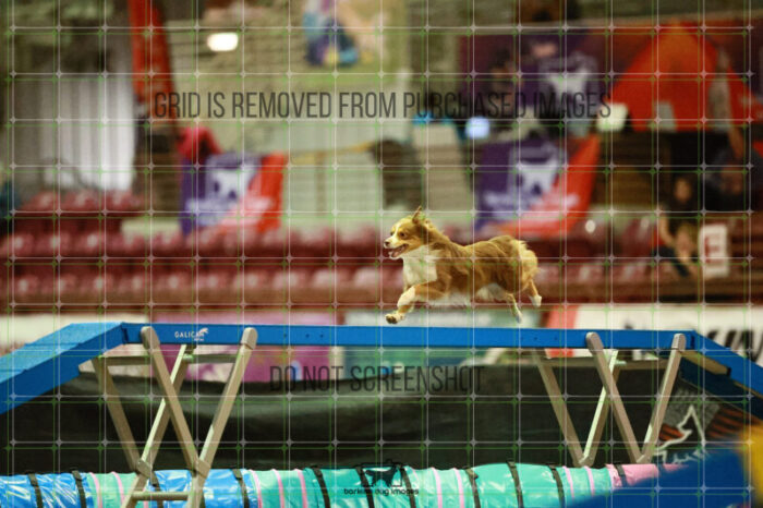 Voodoo_Gillett_Thursday_Masters_Agility_Heat_156_SH_2465