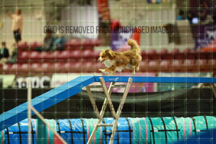 Voodoo_Gillett_Thursday_Masters_Agility_Heat_156_SH_2469