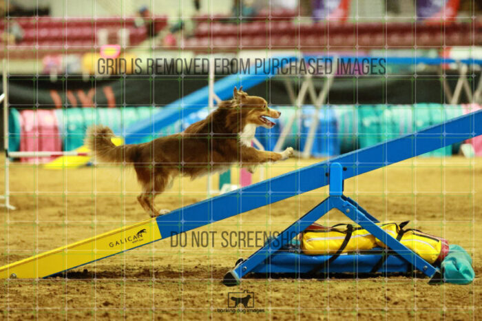Voodoo_Gillett_Thursday_Masters_Agility_Heat_156_SH_2495