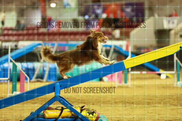 Voodoo_Gillett_Thursday_Masters_Agility_Heat_156_SH_2499