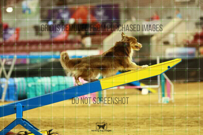 Voodoo_Gillett_Thursday_Masters_Agility_Heat_156_SH_2503