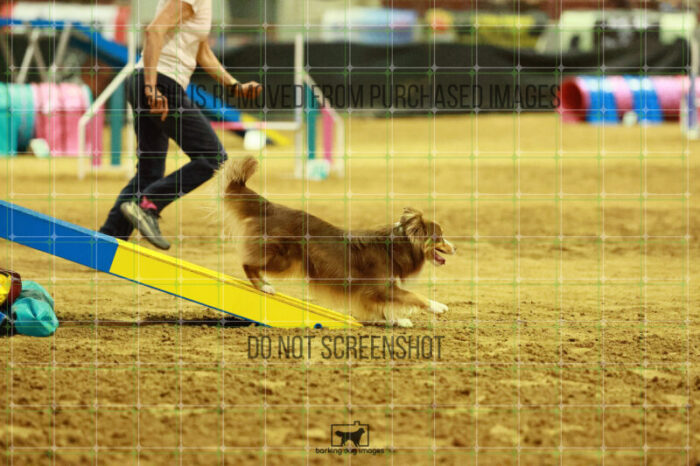 Voodoo_Gillett_Thursday_Masters_Agility_Heat_156_SH_2513