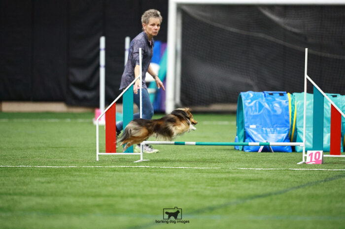 Wizard_Bond_Thursday_Pentathlonagility1_309_VW_6975